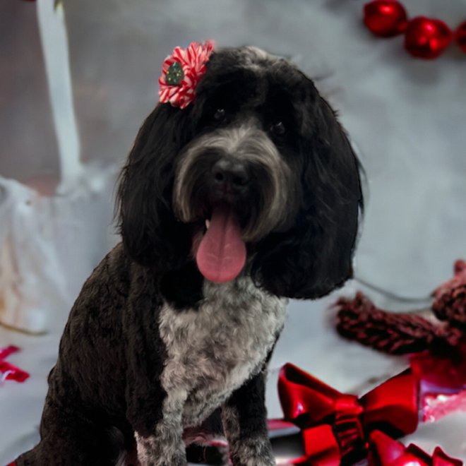 Skylar Celeste, Christopher's labradoodle and service dog